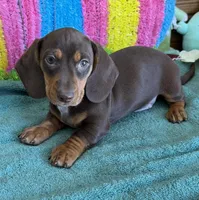 Bucky, a male Dachshund for sale in Gaffney, SC – 2 of 3