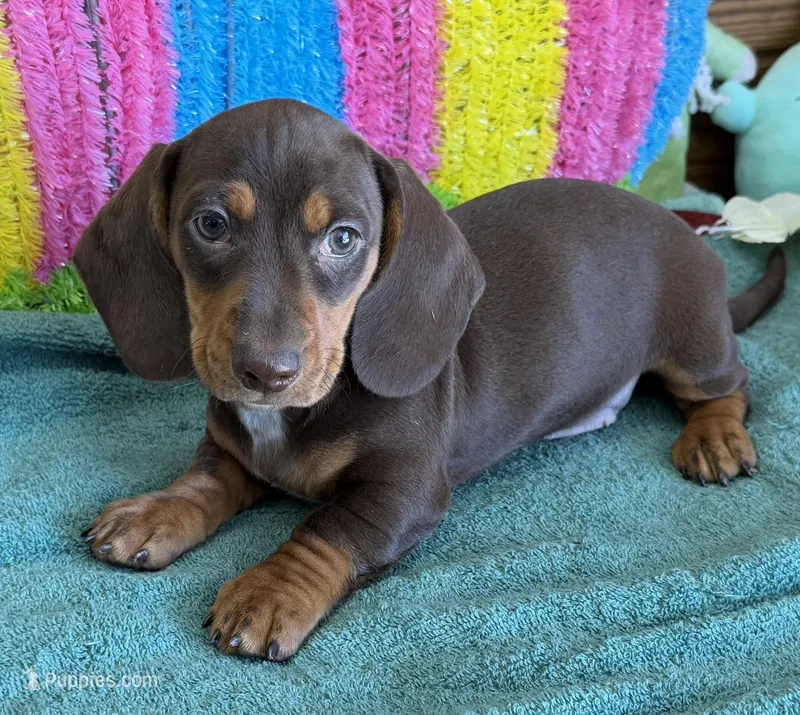 Bucky – Dachshund puppy for sale in Gaffney, SC