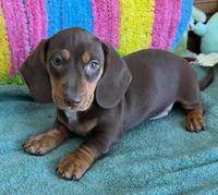 Bucky, a male Dachshund for sale in Gaffney, SC – 1 of 3