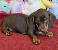 Bucky, a male Dachshund for sale in Gaffney, SC – Photo 2 of 3