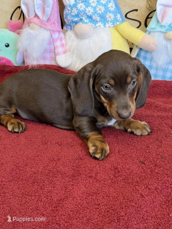 Bucky – Dachshund puppy for sale in Gaffney, SC