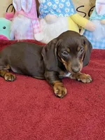 Bucky, a male Dachshund for sale in Gaffney, SC – Photo 1 of 3