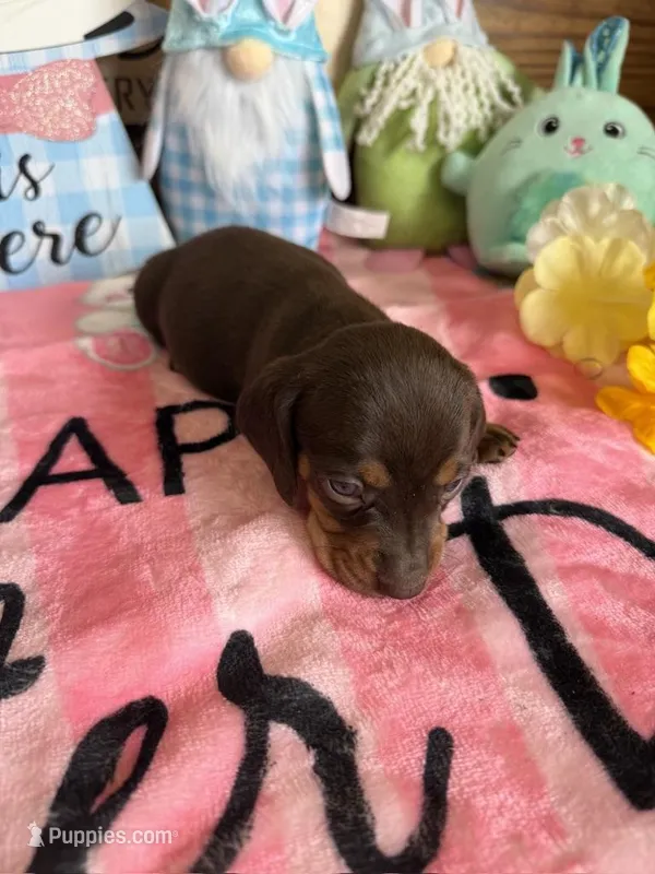 Bucky – Dachshund puppy for sale in Gaffney, SC