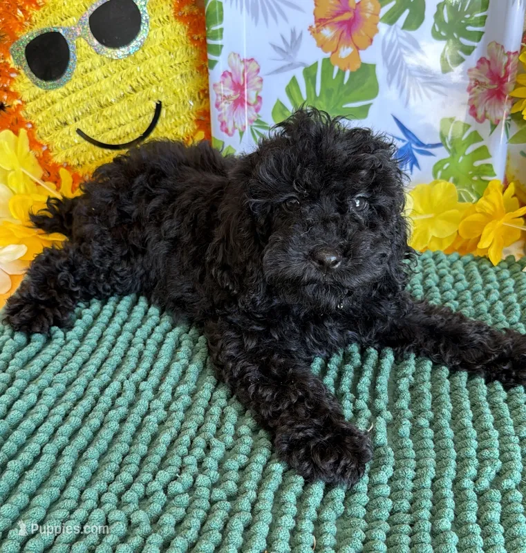 Scout – Cockapoo puppy for sale in Gaffney, SC
