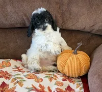 Moses, a male Cockapoo for sale in Gaffney, SC – 4 of 8
