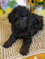 Trixie, a female Cockapoo for sale in Gaffney, SC – 1 of 3