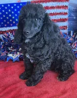 Raven, a male Poodle - Toy  for sale in Gaffney, SC – 2 of 3
