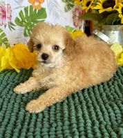 Fluffy Girl, a female Poodle - Toy  for sale in Gaffney, SC – 2 of 3