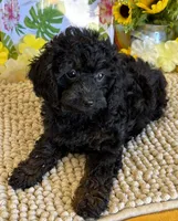 Trixie, a female Cockapoo for sale in Gaffney, SC – 2 of 3