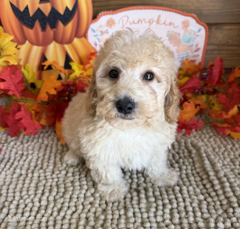 Armani – Cavapoo puppy for sale in Gaffney, SC