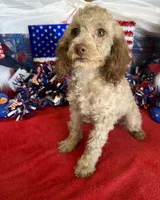 Bear, a male Cockapoo for sale in Gaffney, SC – 2 of 3