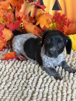 Carrie, a female Miniature Dachshund for sale in Gaffney, SC – 3 of 3