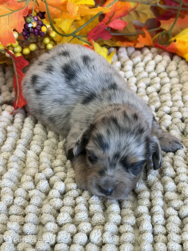 Slinky – Miniature Dachshund puppy for sale in Gaffney, SC