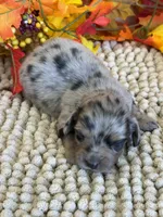 Slinky, a male Miniature Dachshund for sale in Gaffney, SC – 1 of 3