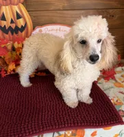 Marshall, a male Poodle - Toy  for sale in Gaffney, SC – 5 of 5