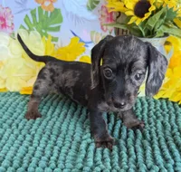 Speckles Wire Girl, a female Miniature Dachshund for sale in Gaffney, SC – 3 of 3