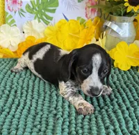 Rascal, a male Miniature Dachshund for sale in Gaffney, SC – 2 of 3