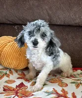 Buttons, a male Cockapoo for sale in Gaffney, SC – 3 of 3