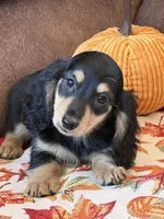 Justin, a male Miniature Dachshund for sale in Gaffney, SC – 7 of 7