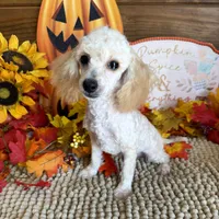 Adam, a male Poodle - Toy  for sale in Gaffney, SC – 3 of 3