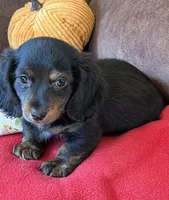 Radar, a male Miniature Dachshund for sale in Gaffney, SC – 2 of 3