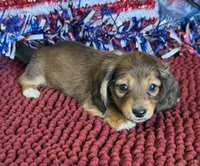 Hold- Arlayna, a male Miniature Dachshund for sale in Gaffney, SC – 3 of 3