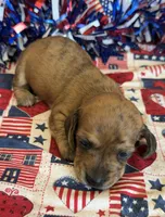 Jenny, a female Miniature Dachshund for sale in Gaffney, SC – 3 of 3