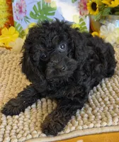 Trixie, a female Cockapoo for sale in Gaffney, SC – 3 of 3