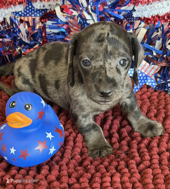 Speckles Wire Boy – Miniature Dachshund puppy for sale in Gaffney, SC