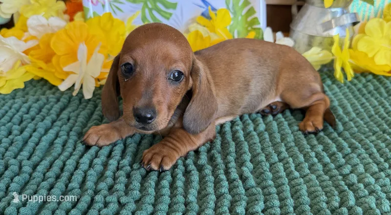 Reba 1 – Miniature Dachshund puppy for sale in Gaffney, SC