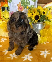 Bart, a male Cockapoo for sale in Gaffney, SC – 3 of 3