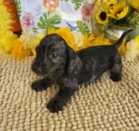 Speckles Wire Girl, a female Miniature Dachshund for sale in Gaffney, SC – 6 of 6