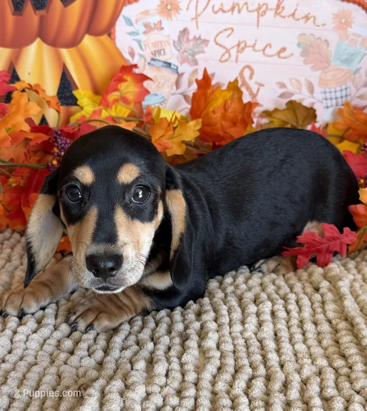 Otis – Miniature Dachshund puppy for sale in Gaffney, SC