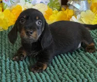 Rhett Wire, a male Dachshund for sale in Gaffney, SC – 4 of 4