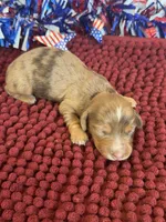 Cameo, a female Miniature Dachshund for sale in Gaffney, SC – 4 of 4