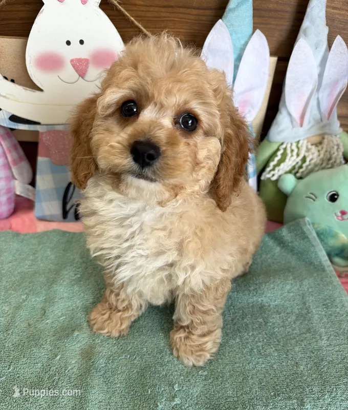 Franko – Cockapoo puppy for sale in Gaffney, SC