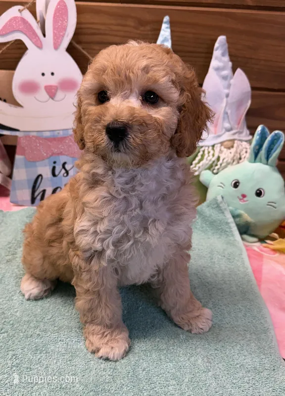 Franko – Cockapoo puppy for sale in Gaffney, SC