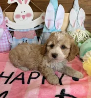 Franko, a male Cockapoo for sale in Gaffney, SC – Photo 2 of 3