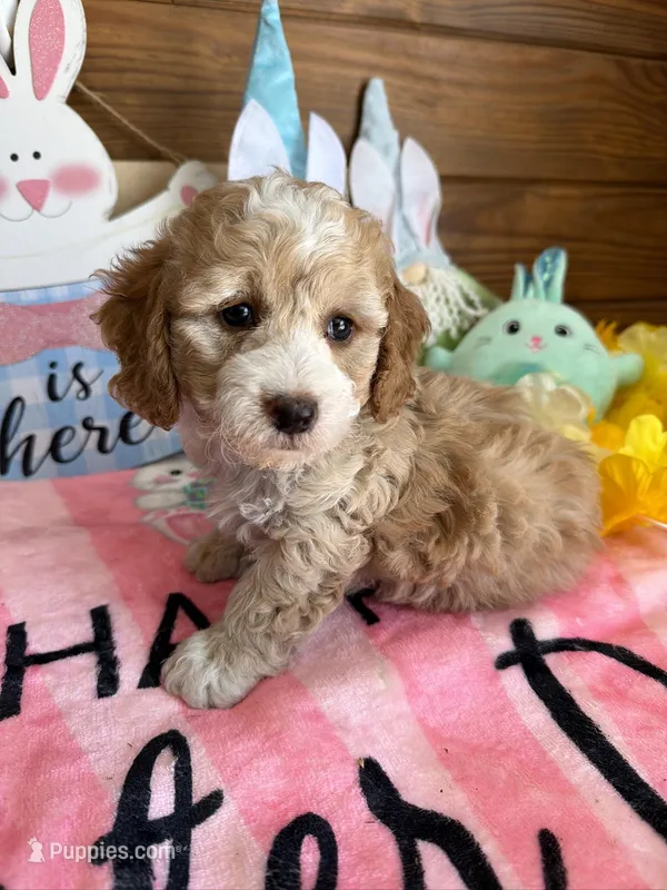 Franko – Cockapoo puppy for sale in Gaffney, SC