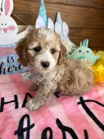 Franko, a male Cockapoo for sale in Gaffney, SC – Photo 1 of 3