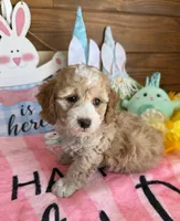 Franko, a male Cockapoo for sale in Gaffney, SC – Photo 3 of 3