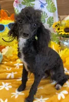 Lady, a female Poodle - Toy  for sale in Gaffney, SC – 5 of 6