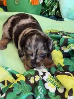 Zorro, a male Miniature Dachshund for sale in Gaffney, SC – Photo 3 of 4