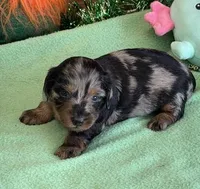 Zorro, a male Miniature Dachshund for sale in Gaffney, SC – Photo 2 of 4