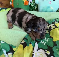 Zorro, a male Miniature Dachshund for sale in Gaffney, SC – Photo 4 of 4