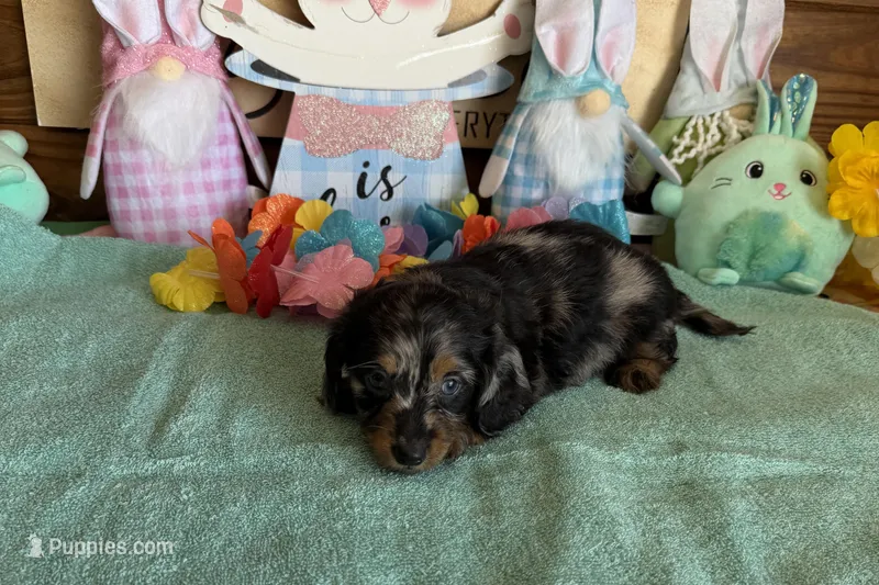Zorro – Miniature Dachshund puppy for sale in Gaffney, SC