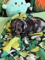 Zorro, a male Miniature Dachshund for sale in Gaffney, SC – Photo 1 of 4