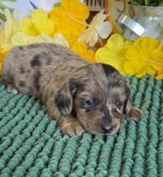 Shabam, a male Miniature Dachshund for sale in Gaffney, SC – 3 of 3
