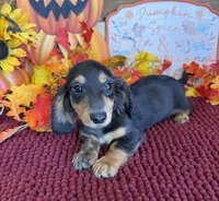 Ramsey, a male Miniature Dachshund for sale in Gaffney, SC – 2 of 3