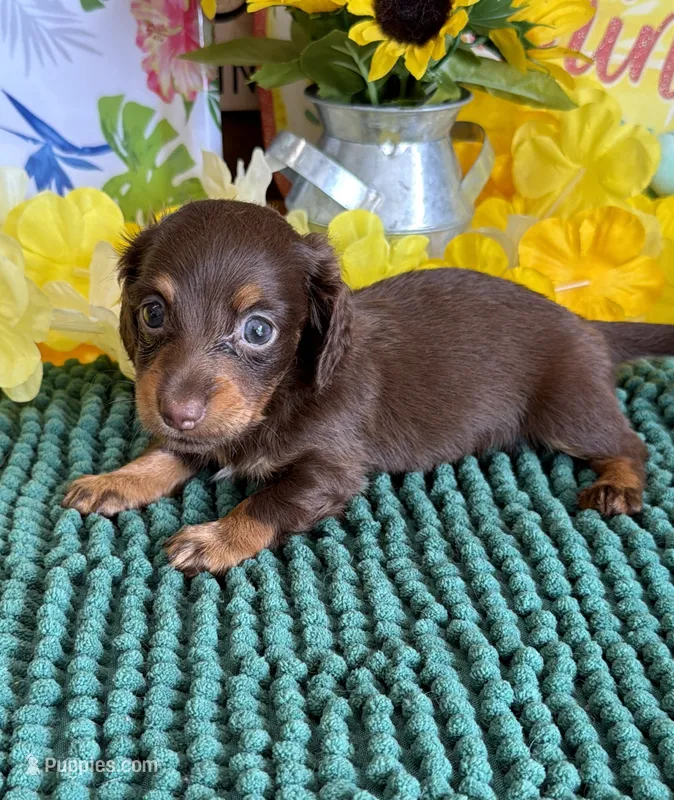 Polly – Miniature Dachshund puppy for sale in Gaffney, SC